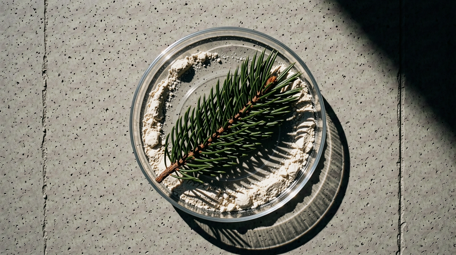 Botanische Reinheit